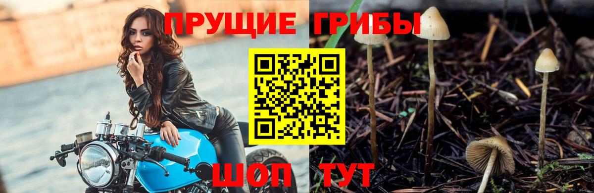 Дербент  Псилоцибиновые грибы Magic Shrooms  Галлюциногенные грибы MAGIC MUSHROOMS  Вход с VPN 